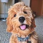 Honey • F1 Mini Goldendoodle