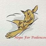 Podenco Rescue Centre