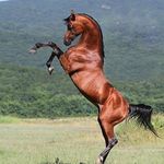 Horses ✌️