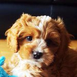 Howie the Cavoodle