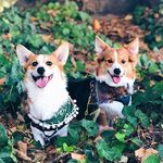 Tricolour Corgi Brofurs