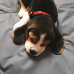 Hugo_beagle_dog
