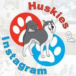 Huskies Of Instagram