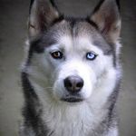 Cutest Husky Pups!