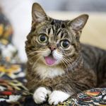 Lil BUB Lil BUB