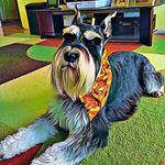 PepperTheSchnauzer