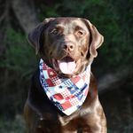 Samson the chocolate lab🐾