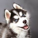 Dogs of Instagram