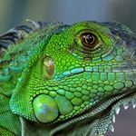 Iguana