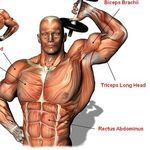 FITNESS WORKOUT GYM LIFTING