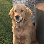 Indie the Golden Retriever