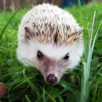 I follow back hedgehog pages!