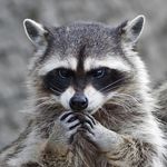 Randy Raccoon