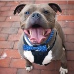 Instagrams Pit Bulls