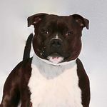 Staffordshire Bullterrier