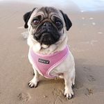 Isabella the pug