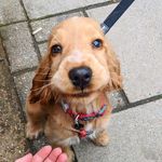 🐶 Betty the Cocker Spaniel