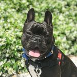 🇳🇿 Levi The Frenchie