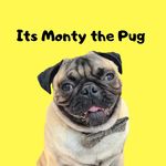 Monty the Pug