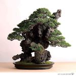 JAN CULEK•BONSAI•STONES•ART