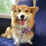 Java The Corgi ❤ London 🇬🇧