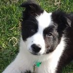 Jerry The Border Collie