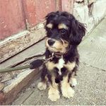 Jimmy_cavapoo