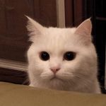 林莎。 林莎。