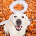 Jolie 💖 Happiest Golden Girl 🐶