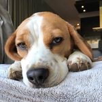 Joshua The Beagle 🐾 🐶