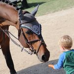 John Roche Show Stables