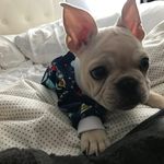 Cute Frenchie Pics and Vids