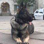 K9 Barrett