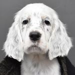 Kennel Teasmade English Setter