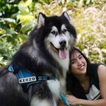 KENZO THE FRIENDLY MALAMUTE