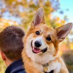 Kimi The Corgi