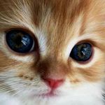 Cute Cats & Kittens Page ❤️