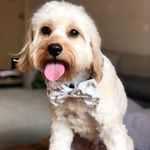 Kiwi The Cavoodle