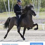 Kjarr - Icelandic Horses
