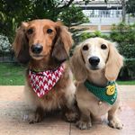 Kobe & Kallie Dachshund