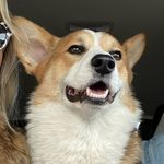 Koki the Corgi