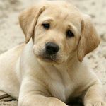 Labrador