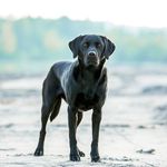 labrador