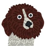 Lagotto