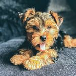 Lana The Yorkie