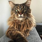 Lancelot ⚔️ Mainecoon 🦁