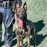 La Verne PD K-9