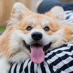 Marcel Le Corgi | London UK | Travel, Food & Lifestyle