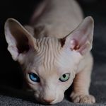 Lestat Sphynx Cat's