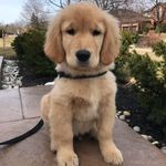 Leo The Golden Retriever